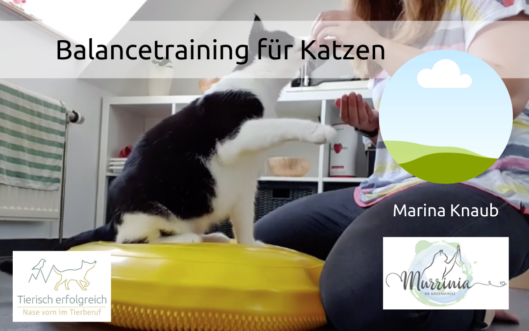 Balancetraining für Katzen – ein Interview mit Marina Knaub