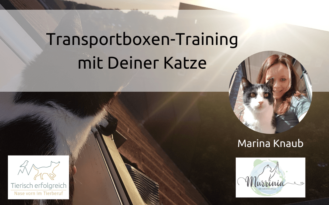 Transportboxen-Training mit Deiner Katze