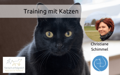 Katzen und Training