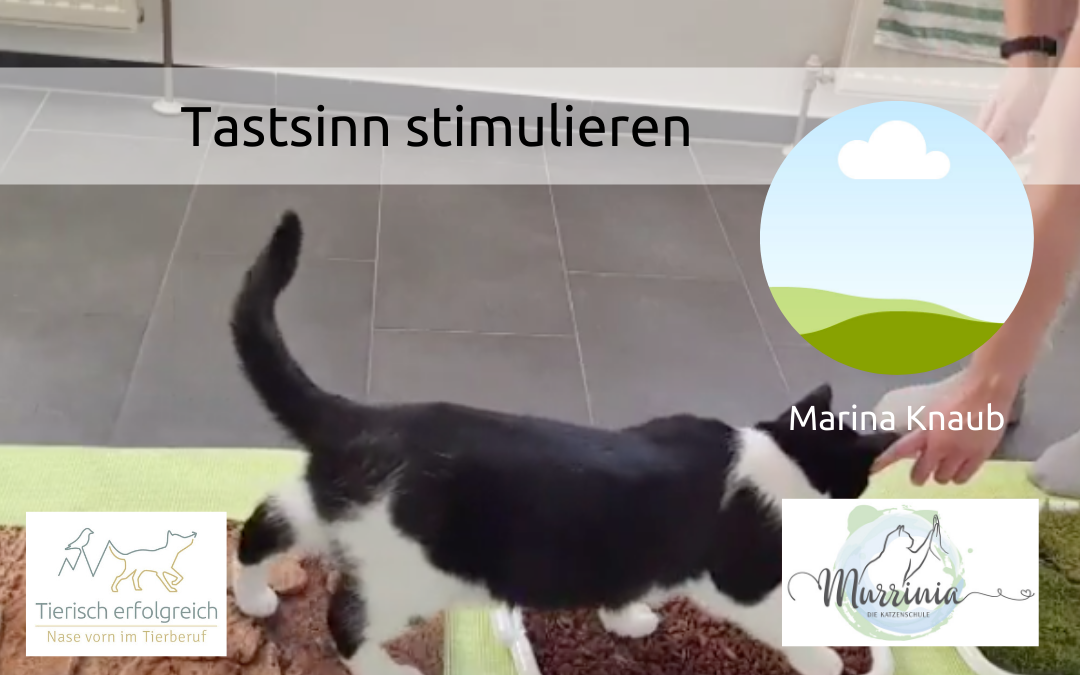 Tastsinn der Katze stimulieren – ein Interview mit Marina Knaub